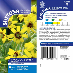Berlandiera Chocolate Daisy